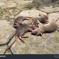 A rat standing on a paved surface.
