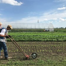 A farmer planting seeds in a field of vegetables