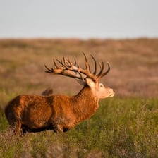 An adult male deer with antlers in a forest