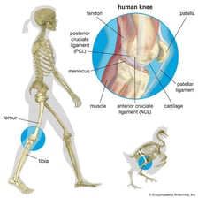 An anatomical diagram showing the knee joint between the femur and tibia.