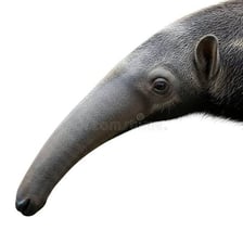 An aardvark’s long snout is visible in close-up.