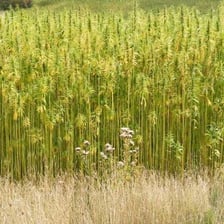 Hemp plants beside a bundle of processed natural hemp fiber