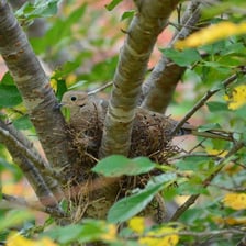 A bird nest holding eggs among tree branches.