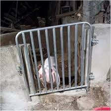 Pigs inside a fenced farm pen