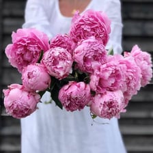 A blooming peony flower with layered petals.