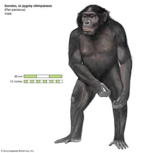 A bonobo sitting in a forest habitat