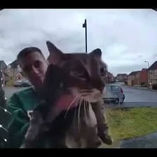A domestic cat with its mouth open as it meows