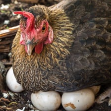 A hen sitting on and warming a clutch of eggs.