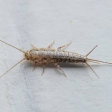 Several common household pest insects.