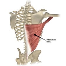 An anatomical illustration highlighting the latissimus dorsi muscles.