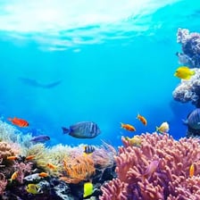 A forest and a coral reef representing two natural habitats
