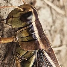 A grasshopper positioned with its hind leg against its forewing