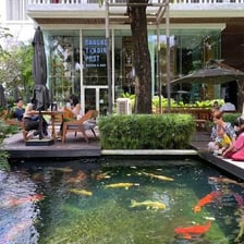 Colorful koi swimming in a pond.