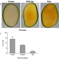 Fruit shown at greener and riper stages of maturity.