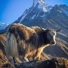 A shaggy yak standing in a Himalayan mountain landscape.