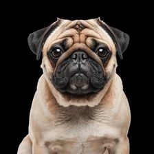 A pug displaying its characteristic wrinkled face.