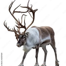 A reindeer stands with its branching antlers visible.