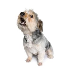 A small dog barks with its mouth open.