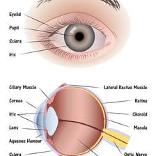 An eye anatomy illustration showing the pupil at the center of the iris.