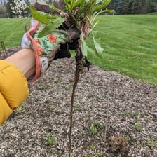 A person pulling a plant from the soil with its roots exposed