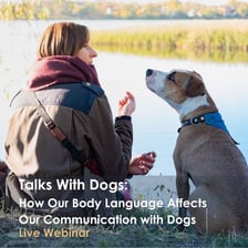 A dog trainer working closely with several dogs.
