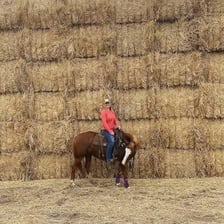 A horse moving across a field with an easy bounding gait