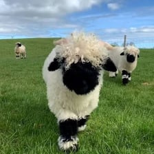 A woolly female sheep standing in a farm pasture