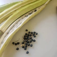 Green okra pods, including one cut open to show its seeds