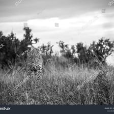 A spotted leopard walking through a grassy savanna.