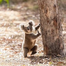 A koala resting on a eucalyptus tree branch.
