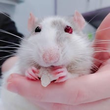 A white pet rat with visibly red eyes