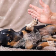 A person gently patting a dog