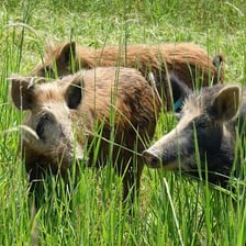 A wild boar standing in a grassy landscape