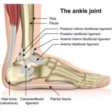 An anatomical illustration showing the human ankle joint.