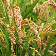 A cultivated crop field associated with agricultural biotechnology.