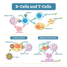 Educational illustration of a T cell involved in immune defense