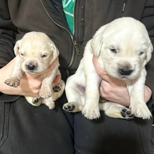 A small puppy beside its larger littermates.