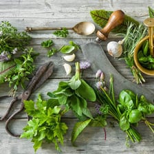 A small leafy herb sprig growing in a garden