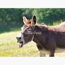 A donkey braying in a field