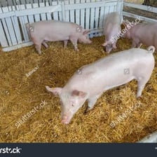A pig standing inside a farm sty