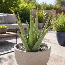 An aloe vera plant displayed in a plant shop