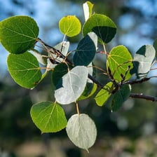 An aspen tree with its pale leaves moving in the wind.