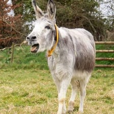 A donkey standing outdoors in a pasture