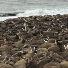 A large walrus resting on a beach