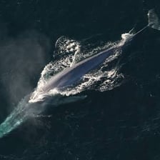 A blue whale swimming in the ocean, illustrating the largest mammal