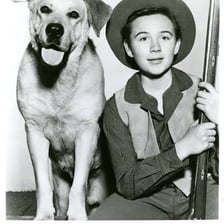 Promotional imagery for the 1957 Disney film Old Yeller.