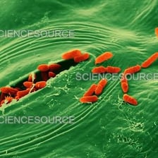 An educational illustration of E. coli bacteria associated with lettuce contamination.