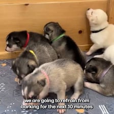 A cute puppy prompting an affectionate reaction.