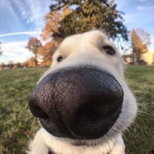 A close-up view of a dog’s nose and muzzle.