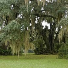 A mature tree growing upward with many spreading branches